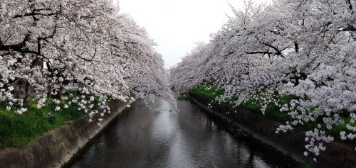 増田　桜